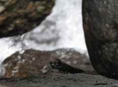 Amolops hongkongensis