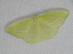 Iulops argocrana