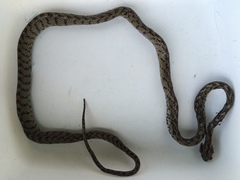 Boiga multifasciata