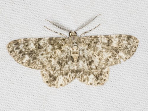 Thallogama corticola (Goldfinch, 1944)