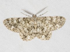 Thallogama corticola