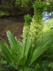 Eucomis pallidiflora pole-evansii