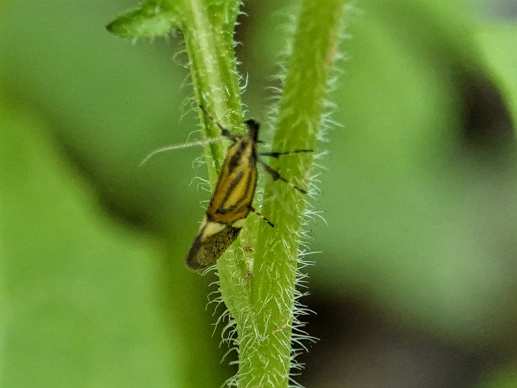 Alabonia staintoniella