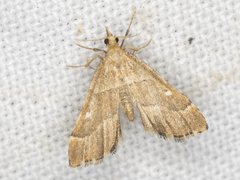 Diplopseustis prophetica