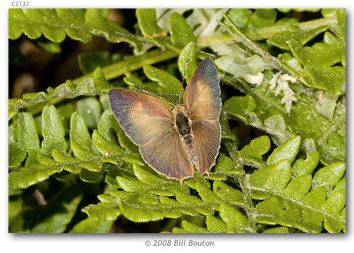 Golden Hairstreak