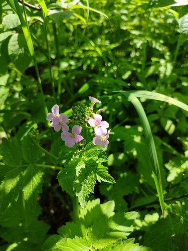 Image of Cardamine macrophylla by (c) Владимир Преловский, some rights reserved (CC BY)