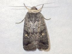 Proteuxoa restituta