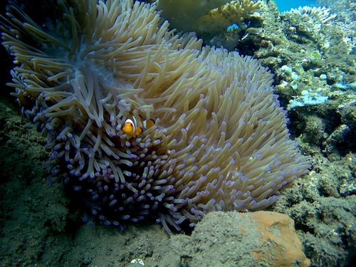 Ocellaris Anemonefish — seen at this dive site