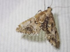 Arescoptera haplocala