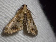 Arescoptera haplocala