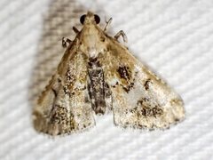 Arescoptera haplocala