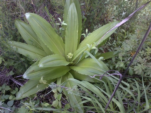 Eucomis pallidiflora