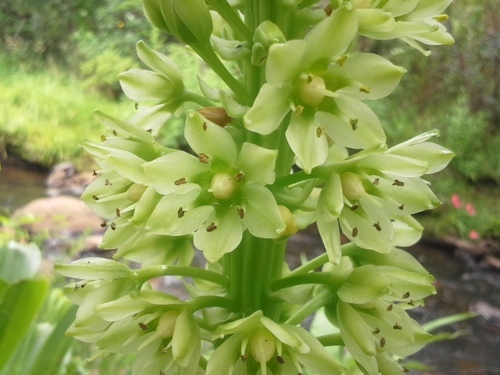 Eucomis pallidiflora