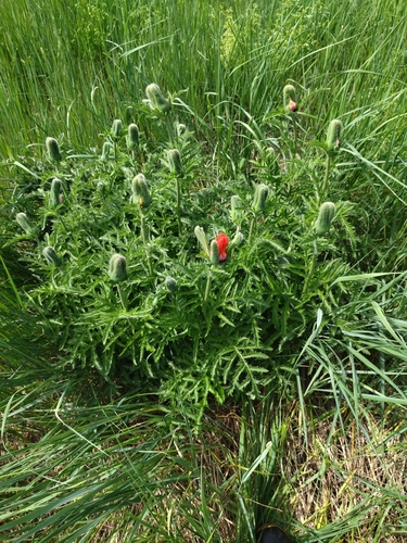 Papaver bracteatum