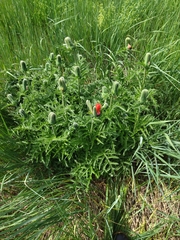Papaver bracteatum