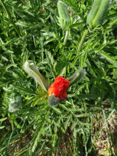 Papaver bracteatum, photograph 1