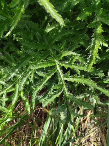 Papaver bracteatum, photograph 2