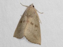 Mnesampela heliochrysa