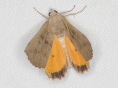 Mnesampela heliochrysa