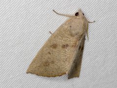 Mnesampela heliochrysa