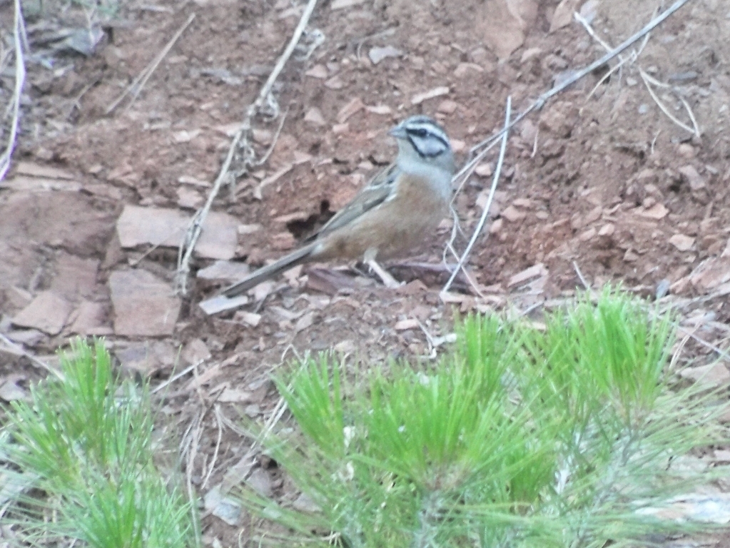 Rock Bunting
