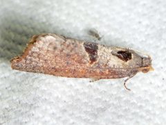 Glyphidoptera insignana