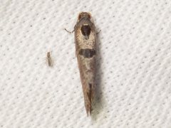 Glyphidoptera insignana