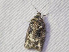 Thrincophora signigerana