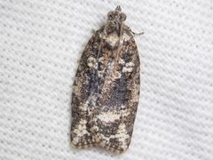 Thrincophora signigerana