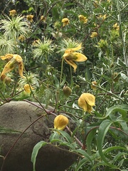 Clematis tangutica