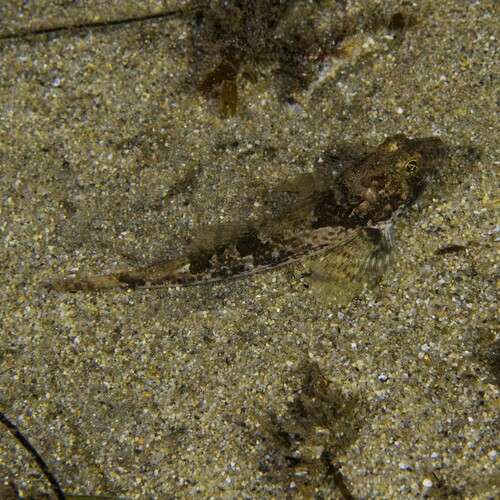 Yellowchin sculpin (Icelinus quadriseriatus) — Cottidae — 5