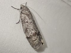 Ericrypsina chorodoxa