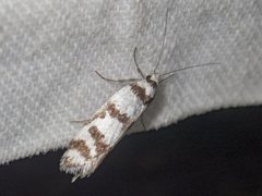 Philobota impletella