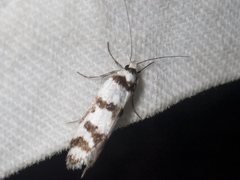 Philobota impletella