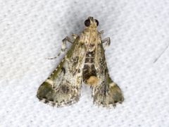 Arescoptera haplocala