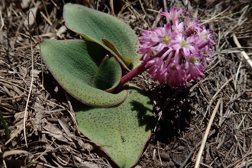 Ledebouria mokobulanensis