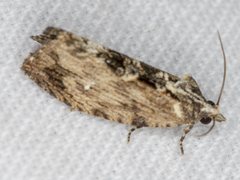 Oxysemaphora notialis