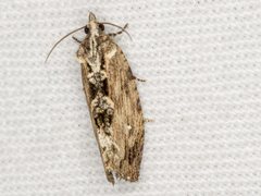 Oxysemaphora notialis