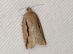 Meritastis