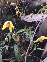 Clematis tangutica