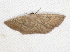Casbia melanops