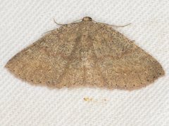 Casbia melanops