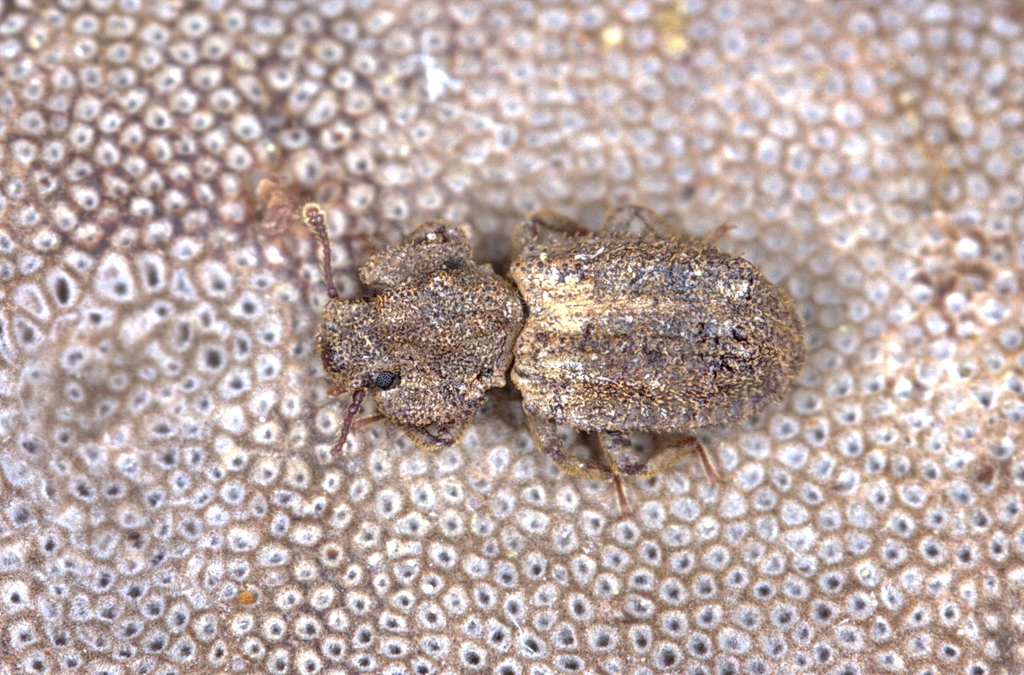 Endophloeus exsculptus
