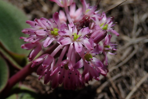 Ledebouria mokobulanensis