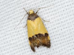 Heteroteucha kershawi