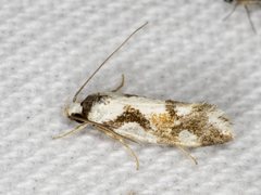 Machetis aphrobola