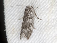 Lichenaula onychotypa