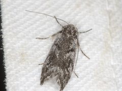 Lichenaula onychotypa