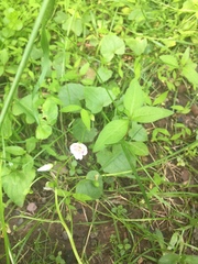 Claytonia