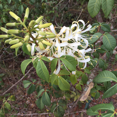 Spiranthera odoratissima